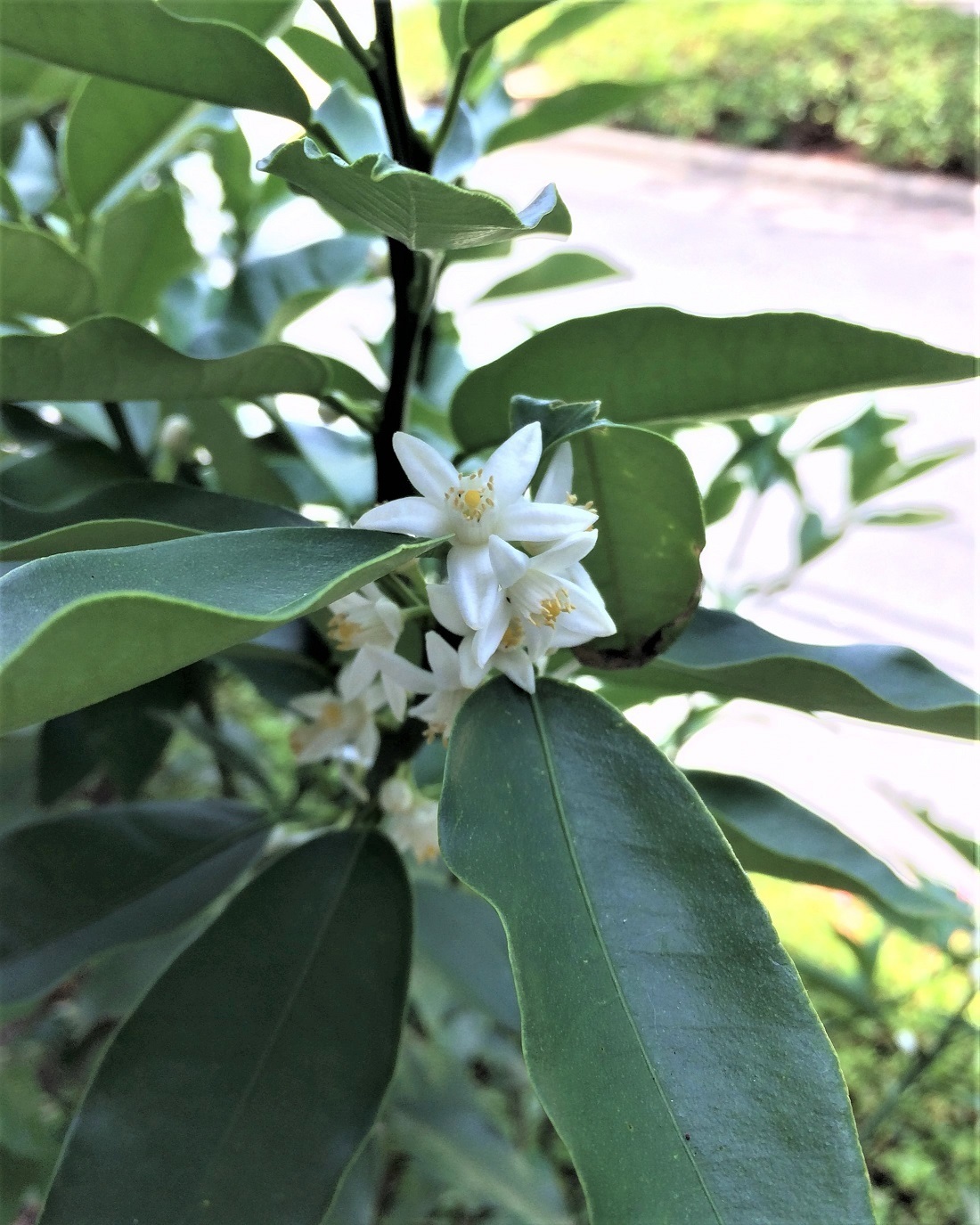 垣根のキンカンの花 ふるさとの四季